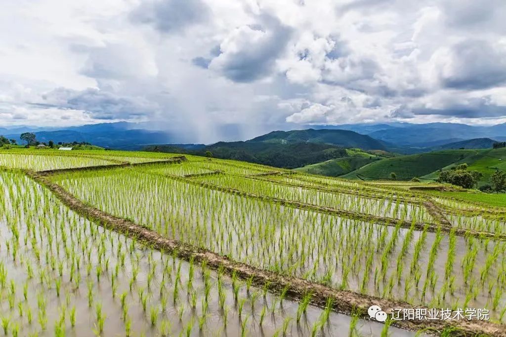 永福县迎来盛夏甘霖，雨润大地生机盎然