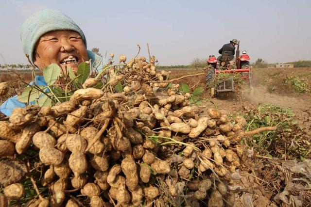 河南花生喜获丰收，市场收购价格节节攀升！